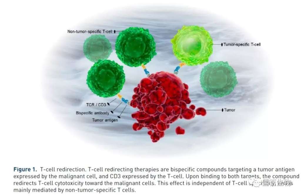 TCR / CD3 T 1 antigen Figure 1 , T-cell redirection. T-cell redirecting therapies are bispecific compounds targeting a tumor antigen expressed by the malignant ce 山 and CD3 expressed by the T-cell. Upon binding to both taropts , the compound redirects T-cell cytotoxicity toward the malignant cells. This effect is independent of T-cell 《 0 § mainly mediated by non-tumor-specific T cells.