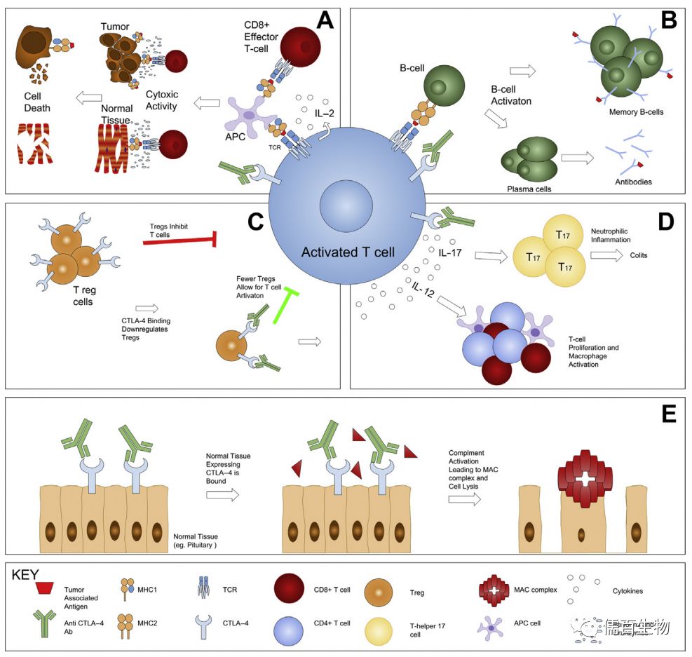 Tumor Normal Cell Death KEY Actmty MHC' CD8+ Effector T-cell Activated T cell FewerTrogs | L -17 B-cell Activaton Plasma c T17 = 0 Antibodies NeutmPhibC Complment L 叫 MAC Lysis MAC complex P 01 0 T 寸 下 r 17
