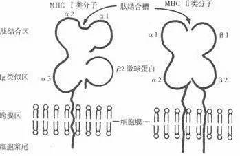 M 《 正 丨 类 分 子 认 结 合 区 类 假 区 “ 3 肚 巛 合 槽