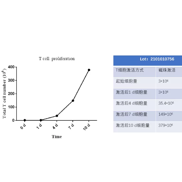 CD3/CD28刺激T细胞增殖