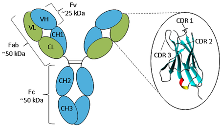 Annotated image of an IgG antibody