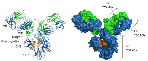 Labelled image of a human IgG with annotation for VH, VL, CH1, CH2, CH3, Fv, Fab and Fc.