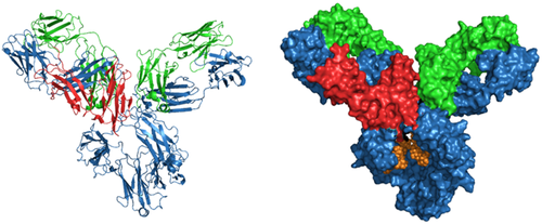 Structure of human IgG-FcgRIII showing Fc receptor binding epitope