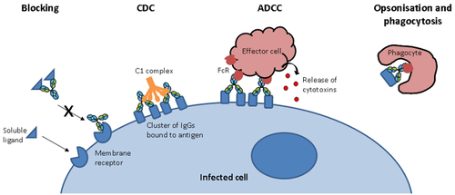 Modes of action of IgG antibodies including blocking, CDC, ADCC, opsonisation and phagocytosis