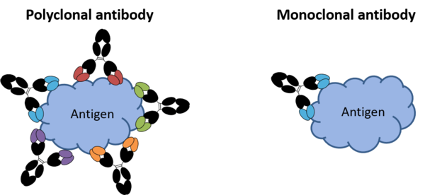 Image of monoclonal and polyclonal antibodies