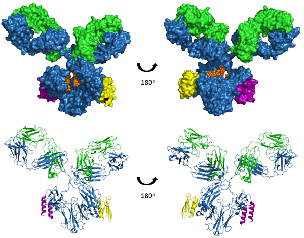 Binding epitope for protein A and protein G on Fc domain of IgG antibody