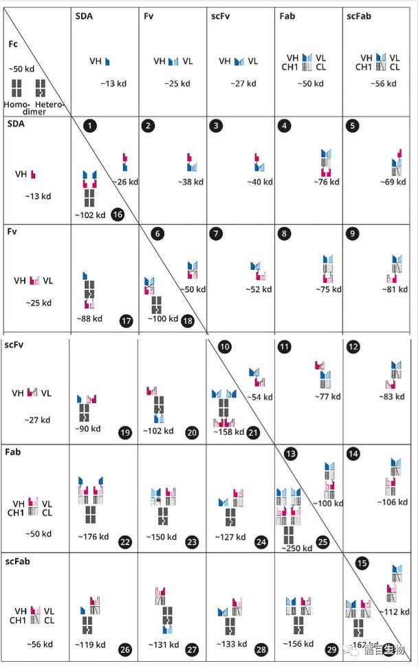 从单抗到双抗、n抗、纳米抗、抗体片段，从CAR-T到万物皆可CAR，从ADC到万物皆可XDC，探索抗 - 儒百生物科技